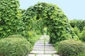 Aristolochia macrophylla and Ribes alpinum in the summer garden Royalty Free Stock Photo